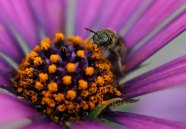 Munching Pollen