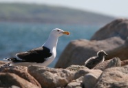Gull and Chick