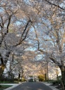 Cherry Blossoms