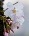 Cherry Blossoms