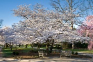 Cherry Tree