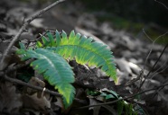 Ferns