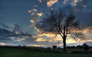 Tree in Field