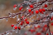 Frozen Berries