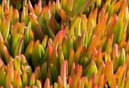 Ice Plant