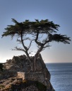 The Lone Cypress