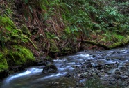 Muir Stream