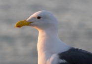 Seagull