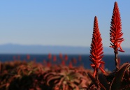 Aloe Flowers