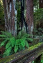 Mossy Railing