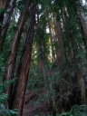 Muir Woods