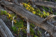 Fallen Trees